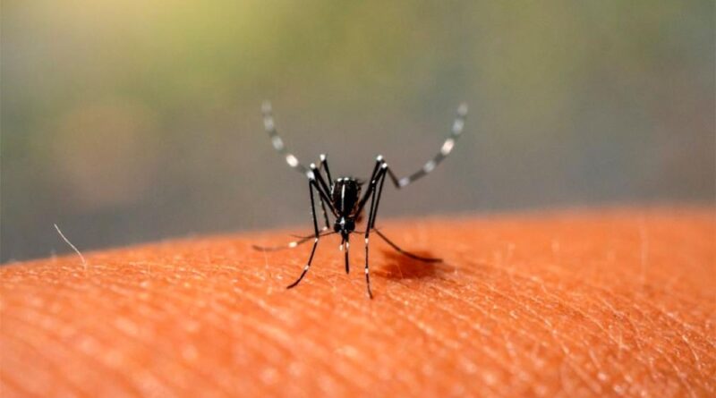 Dengue:  la OPS aseguró que esta será la peor temporada de la historia en América