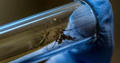 Dengue en Argentina: se registró la primera muerte por coinfección en la provincia de Chaco
