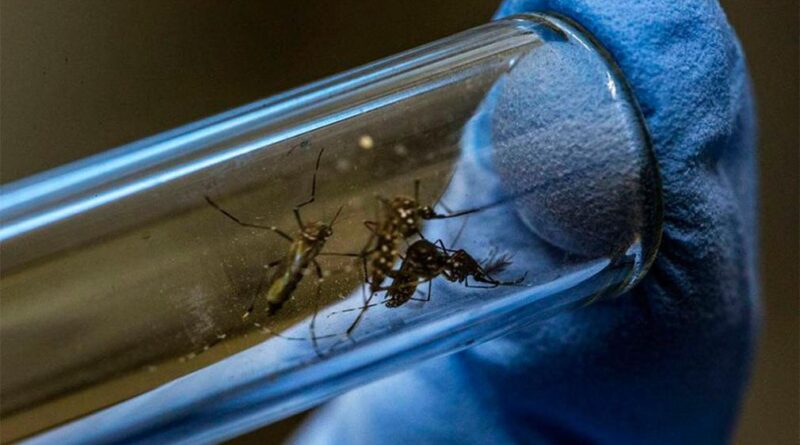 Dengue en Argentina: se registró la primera muerte por coinfección en la provincia de Chaco